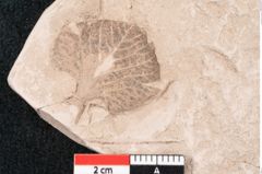 Foto (Detailansicht) von Plantae indet.  (NHMW-GEO-2024-0188-11460)